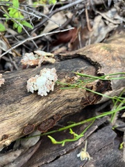 Schizophyllum commune