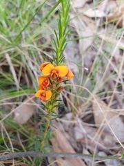 Dillwynia sericea