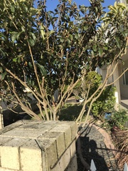 Fringilla coelebs gengleri