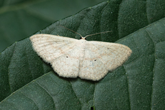 Scopula