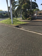 Fringilla coelebs gengleri