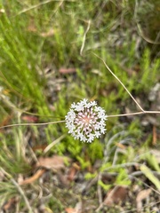 Trachymene incisa