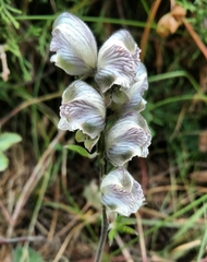 Aconitum rotundifolium