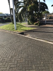 Fringilla coelebs gengleri