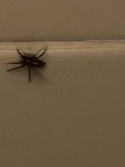 Herpyllus propinquus