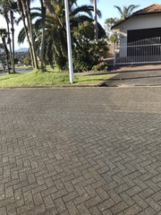 Fringilla coelebs gengleri