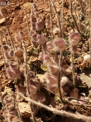 Scutellaria utriculata