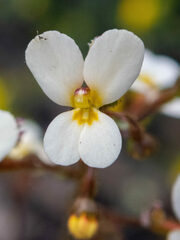 Stylidium piliferum