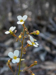Stylidium piliferum
