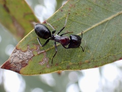Myrmophyma