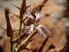 Dianthus libanotis