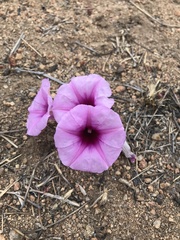 Ipomoea bolusiana