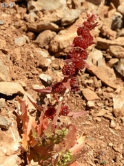 Blitum virgatum