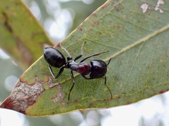 Myrmophyma