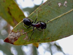 Myrmophyma