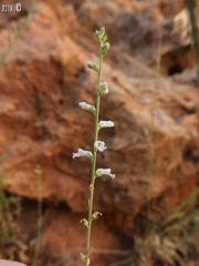 Anarrhinum forskaohlii