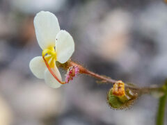 Stylidium piliferum
