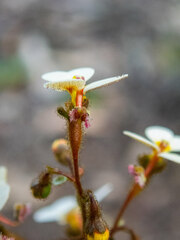 Stylidium piliferum