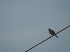 Turdus