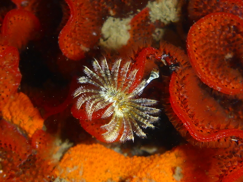 Representative image of Hydroides