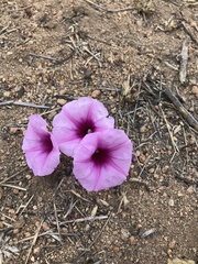Ipomoea bolusiana