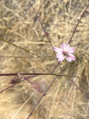 Stephanomeria virgata