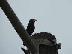 Ramphocelus carbo