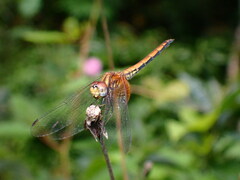 Trithemis aurora
