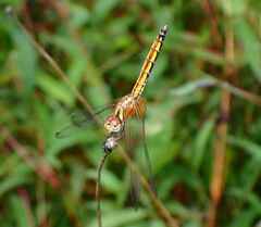 Trithemis aurora