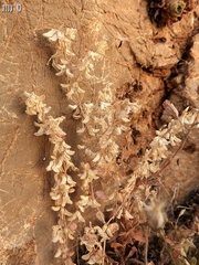 Callipeltis cucullaris