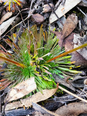 Stylidium piliferum