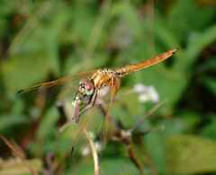 Trithemis aurora