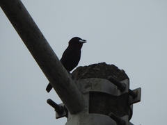 Ramphocelus carbo