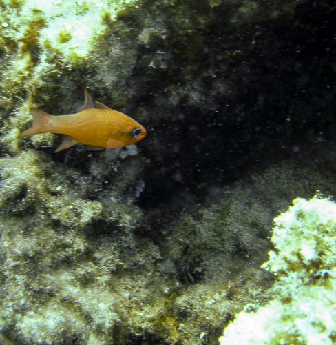 Apogon imberbis