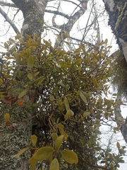 Ileostylus micranthus