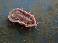 Drosicha