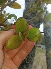 Ileostylus micranthus