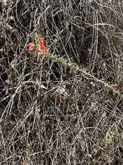 Epilobium canum
