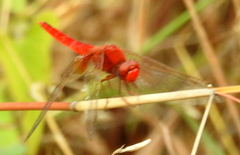 Crocothemis