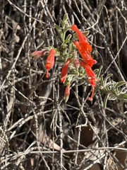Epilobium canum