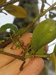 Ileostylus micranthus