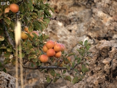 Prunus ursina