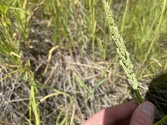 Beckmannia syzigachne