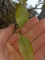 Ileostylus micranthus