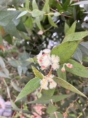 Eucalyptus tenuiramis