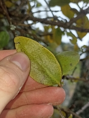 Ileostylus micranthus