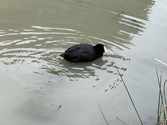Fulica atra australis