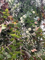 Eucalyptus tenuiramis