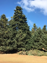 Abies cephalonica
