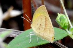 Eurema laeta
